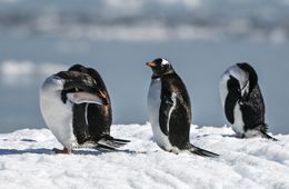 En el Día Mundial de los Pingüinos, ¿qué advierte su salud sobre el estado de los océanos? En el Día Mundial de los Pingüinos, ¿qué advierte su salud sobre el estado de los océanos?