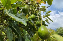 Iniciativa busca mejorar prácticas para la agricultura sostenible de café y aguacate Iniciativa busca mejorar prácticas para la agricultura sostenible de café y aguacate