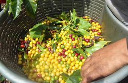 El café fue el cultivo asegurado con mayor afectación en 2024 El café fue el cultivo asegurado con mayor afectación en 2024